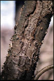 Tree trunk: Bark Details