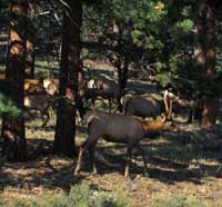 A herd of elks by the side of the road